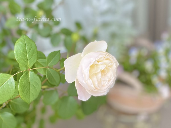 薔薇ジャムのヴィクトリアサンドイッチ 妖精たちがお茶を飲みにきたら