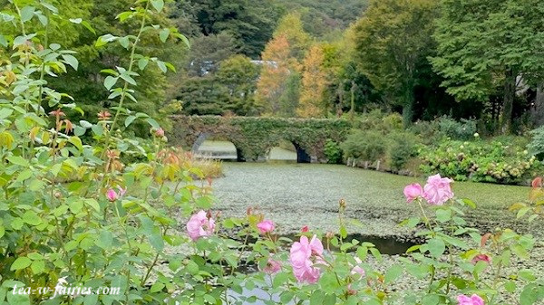 軽井沢レイクガーデンの秋薔薇 - 妖精たちがお茶を飲みにきたら